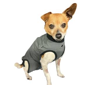 Chihuahua Dogs Available for Adoption - Alex | PetCurious