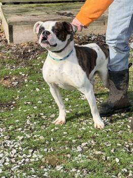American Bulldog Dogs Available for Adoption in Zanesville, Ohio - Eeyore | PetCurious