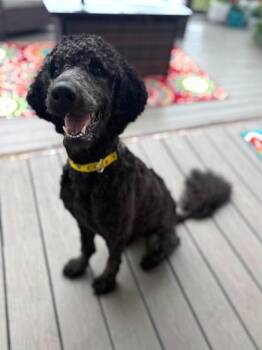 Standard Poodle and Mixed Breed Dogs Available for Adoption in Malvern, Pennsylvania - Betsy | PetCurious