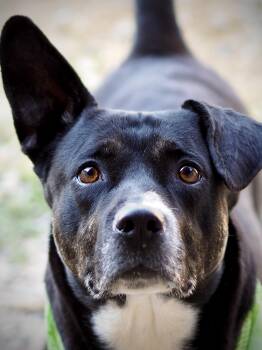 Gilbert -  Mixed Breed Dog for Adoption in Buena Vista, Colorado - Gilbert | PetCurious