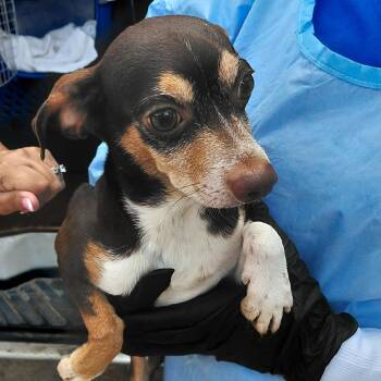 Mr. Coffee 2107 -  Chihuahua Dog for Adoption in Loxahatchee Groves, Florida - Mr. Coffee 2107 | PetCurious