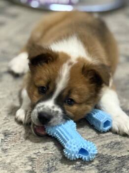 Labrador Retriever and Akita Dogs Available for Adoption in West Palm Beach, Florida - Freckles | PetCurious