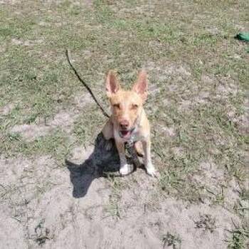 Babs Seed -  Mixed Breed Dog for Adoption in Lake Panasoffkee, Florida - Babs Seed | PetCurious