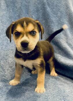 Husky Dogs Available for Adoption - Meadow | PetCurious