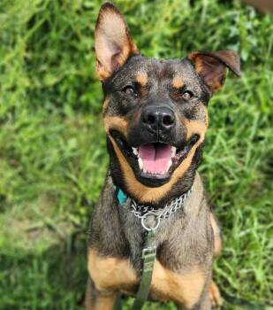 Rex -  Mixed Breed Dog for Adoption in Marion, Ohio - Rex | PetCurious