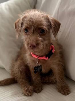 Ila -  Terrier Dog for Adoption - Ila | PetCurious
