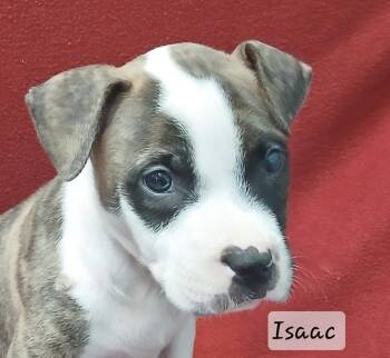 Isaac -  Terrier Dog for Adoption in Manchester, Connecticut - Isaac | PetCurious