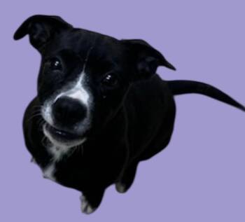 Rescue Beagle and Chihuahua Dogs for Adoption in New Castle, Indiana - Ruby | PetCurious