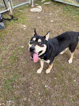 Rock Star -  Mixed Breed Dog Available for Adoption in Hyde Park, New York - Rock Star | PetCurious