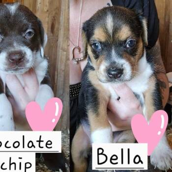 Bella -  Hound and Pit Bull Terrier Dog for Adoption in Newark Valley, New York - Bella | PetCurious