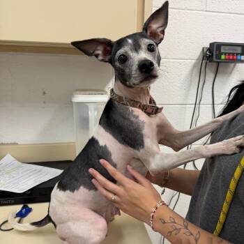 Abby -  Terrier and Mixed Breed Dog for Adoption in Ardmore, Oklahoma - Abby | PetCurious