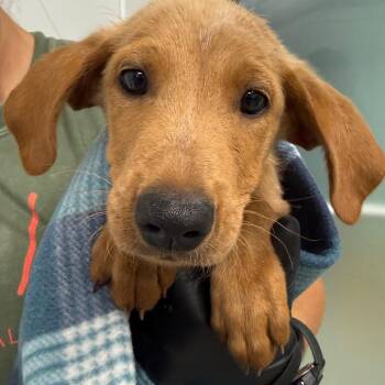 Jaskier -  Labrador Retriever and Mixed Breed Dog for Adoption in Abilene, Texas - Jaskier | PetCurious