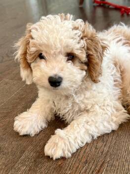 Wilbur -  Cavalier King Charles Spaniel and Poodle Dog for Adoption in Overland Park, Kansas - Wilbur | PetCurious