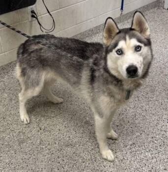 Loki -  Siberian Husky and Mixed Breed Dog for Adoption in Kansas City, Missouri - Loki | PetCurious