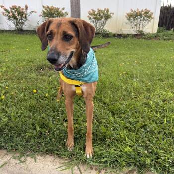 Lady -  Mixed Breed Dog for Adoption in Canal Winchester, Ohio - Lady | PetCurious