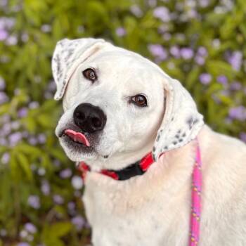 Vinnie -  Mixed Breed Dog for Adoption in Nashville, Indiana - Vinnie | PetCurious