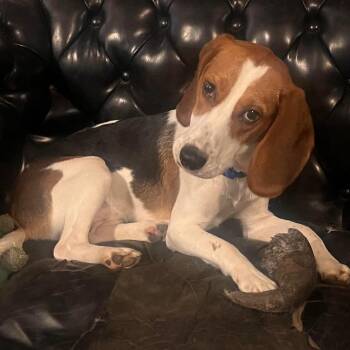 Rescue Rudy -  Beagle Dog for Adoption in Batavia, New York - Rescue Rudy | PetCurious