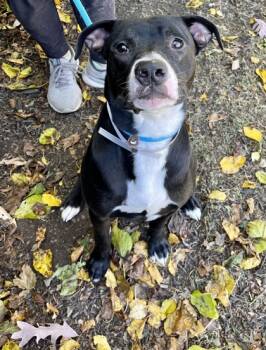 Rescue Terrier and Mixed Breed Dogs for Adoption in Knoxville, Tennessee - Two-Bitt | PetCurious