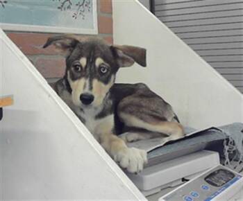 Siberian Husky and Mixed Breed Dogs Available for Adoption in Houston, Texas - A2072159 | PetCurious