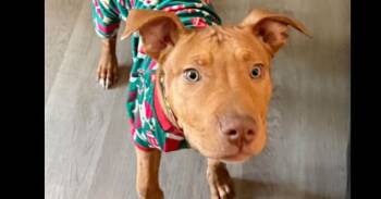 Roux -  Terrier Dog for Adoption in Earleville, Maryland - Roux | PetCurious