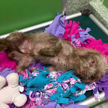 Shiloh -  Silky Terrier and Dachshund Dog for Adoption in Calverton, New York - Shiloh | PetCurious