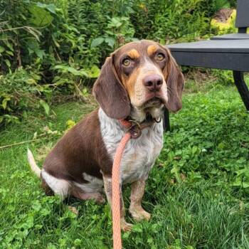 Copper -  Beagle Dog for Adoption in Cooperstown, New York - Copper | PetCurious