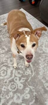 Rescue American Staffordshire Terrier Dogs for Adoption in Willingboro, New Jersey - Ginger | PetCurious