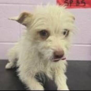Wirehaired Terrier Dogs Available for Adoption in Thompson Falls, Montana - Brody | PetCurious