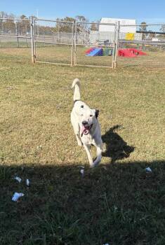 Delilah -  Border Collie and Dalmatian Dog for Adoption in Bossier City, Louisiana - Delilah | PetCurious