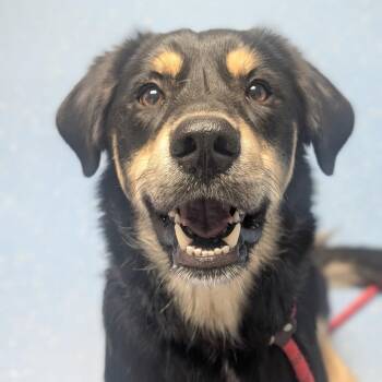 Lady -  German Shepherd Dog and Mixed Breed Dog for Adoption in Watertown, New York - Lady | PetCurious