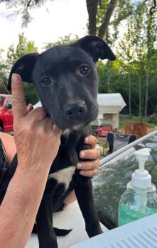 Labrador Retriever Dogs Available for Adoption in Zimmerman, Minnesota - Lilu  | PetCurious