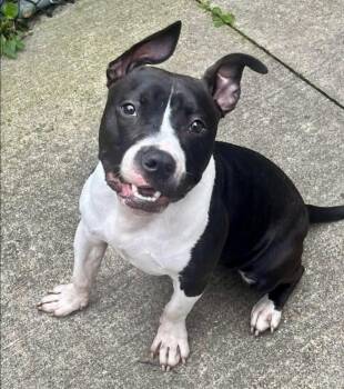 Delilah -  Pit Bull Terrier Dog for Adoption in Chicago, Illinois - Delilah | PetCurious
