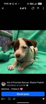 MOCHA -  Chocolate Labrador Retriever Dog Available for Adoption in Pemberton Township, New Jersey - MOCHA | PetCurious