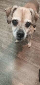 Rescue Chihuahua Dogs for Adoption in Egg Harbor City, New Jersey - Spirit | PetCurious