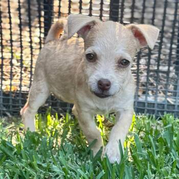 Punkin -  Chihuahua Dog for Adoption in Newport Beach, California - Punkin | PetCurious