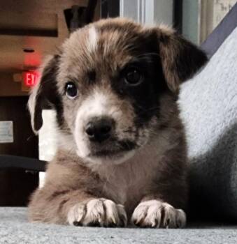 Aria -  Australian Shepherd Dog for Adoption in Cottonwood, Arizona - Aria | PetCurious
