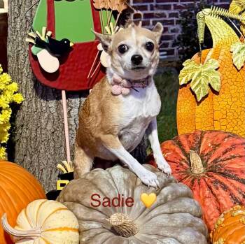 Rescue Chihuahua Dogs for Adoption in Rockwall, Texas - Sadie | PetCurious