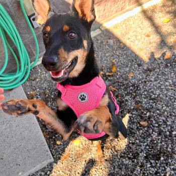 Mitzy - Delta -  Australian Kelpie and Miniature Pinscher Dog for Adoption in Ridgway, Colorado - Mitzy - Delta | PetCurious