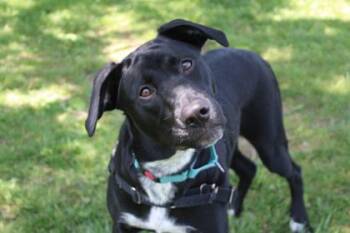 Labrador Retriever and Mixed Breed Dogs Available for Adoption in Kansas City, Missouri - Jack | PetCurious