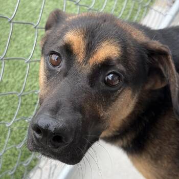 Brodie Jay -  Shepherd and Mixed Breed Dog for Adoption in Matteson, Illinois - Brodie Jay | PetCurious