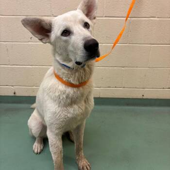 Snoodle -  Mixed Breed Dog for Adoption in Memphis, Tennessee - Snoodle | PetCurious