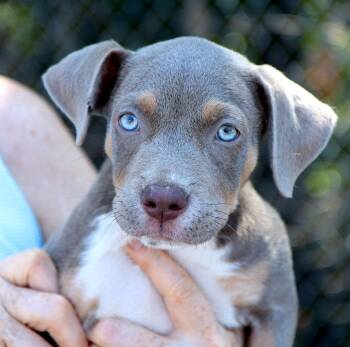 Riley (AO37463) -  Doberman Pinscher Dog for Adoption in Kansas City, Kansas - Riley (AO37463) | PetCurious