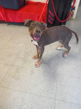 Mel -  Catahoula Leopard Dog and Doberman Pinscher Dog for Adoption in Albany, Georgia - Mel | PetCurious