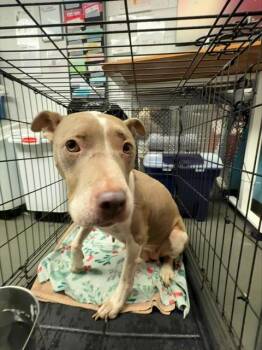 MANUELA -  American Staffordshire Terrier Dog for Adoption in San Antonio, Texas - MANUELA | PetCurious