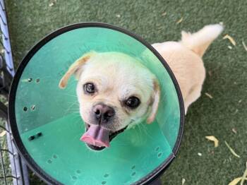 Pug Dogs Available for Adoption in Canutillo, Texas - Mambo | PetCurious