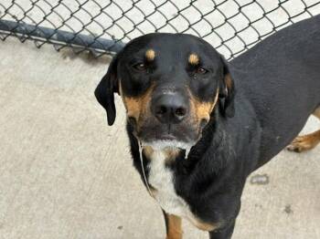 HUNTER -  Rottweiler and Mixed Breed Dog for Adoption in Tulsa, Oklahoma - HUNTER | PetCurious