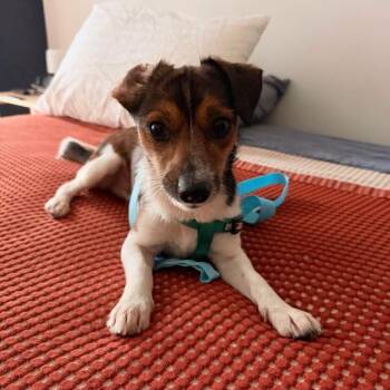 Rascal -  Chihuahua and Jack Russell Terrier Dog for Adoption in Philadelphia, Pennsylvania - Rascal | PetCurious