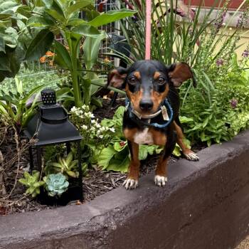 Rescue Miniature Pinscher Dogs for Adoption in Saint George, Vermont - Little Bear | PetCurious