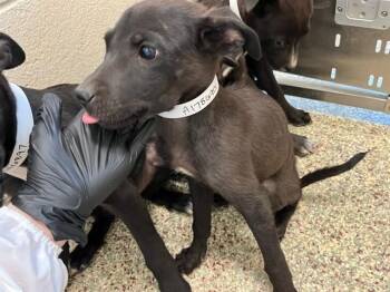 MONKEY BAR -  Labrador Retriever and Mixed Breed Dog for Adoption in Colorado Springs, Colorado - MONKEY BAR | PetCurious