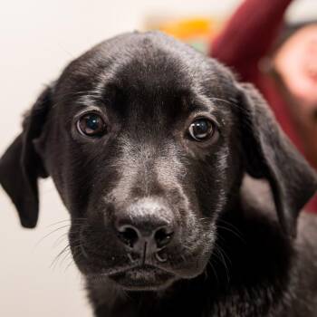 Black Labrador Retriever and German Shepherd Dog Dogs Available for Adoption in Kennebunk, Maine - Hawthorne | PetCurious
